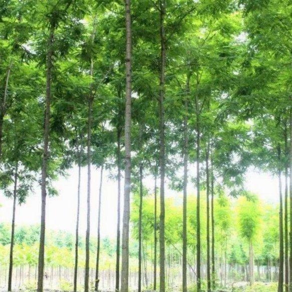 杨毅董路冲突：专业与商业撕裂